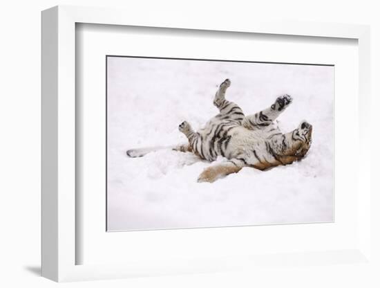 Siberian Tiger, Panthera Tigris Altaica, Female Rolls in the Snow-Andreas Keil-Framed Photographic Print