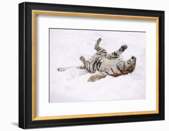 Siberian Tiger, Panthera Tigris Altaica, Female Rolls in the Snow-Andreas Keil-Framed Photographic Print