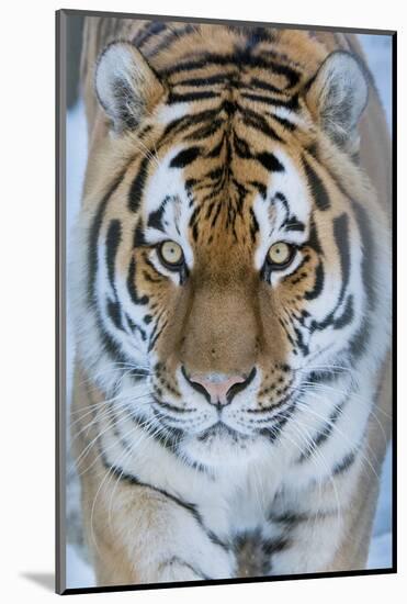 Siberian tiger (Panthera tigris altaica) in snow, captive.-Edwin Giesbers-Mounted Photographic Print