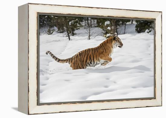 Siberian Tiger (Panthera Tigris Altaica), Montana, United States of America, North America-Janette Hil-Framed Premier Image Canvas