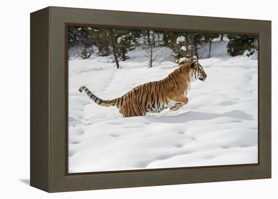 Siberian Tiger (Panthera Tigris Altaica), Montana, United States of America, North America-Janette Hil-Framed Premier Image Canvas