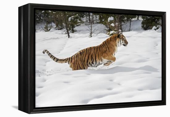 Siberian Tiger (Panthera Tigris Altaica), Montana, United States of America, North America-Janette Hil-Framed Premier Image Canvas