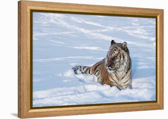 Siberian Tiger (Panthera Tigris Altaica), Montana, United States of America, North America-Janette Hil-Framed Premier Image Canvas