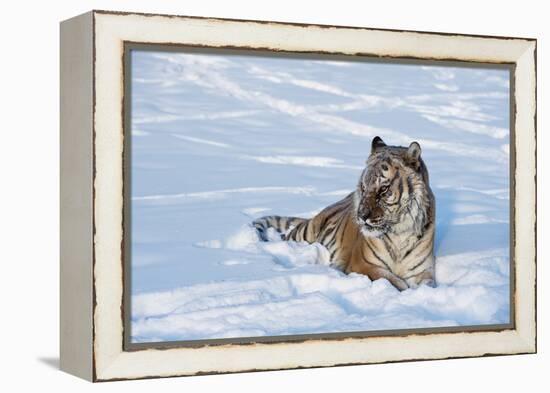 Siberian Tiger (Panthera Tigris Altaica), Montana, United States of America, North America-Janette Hil-Framed Premier Image Canvas