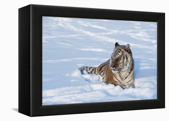 Siberian Tiger (Panthera Tigris Altaica), Montana, United States of America, North America-Janette Hil-Framed Premier Image Canvas