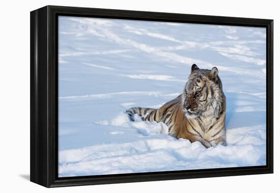 Siberian Tiger (Panthera Tigris Altaica), Montana, United States of America, North America-Janette Hil-Framed Premier Image Canvas