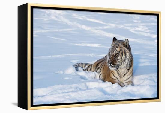 Siberian Tiger (Panthera Tigris Altaica), Montana, United States of America, North America-Janette Hil-Framed Premier Image Canvas