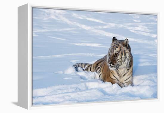 Siberian Tiger (Panthera Tigris Altaica), Montana, United States of America, North America-Janette Hil-Framed Premier Image Canvas