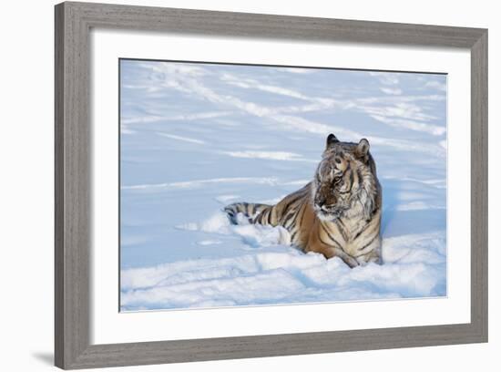 Siberian Tiger (Panthera Tigris Altaica), Montana, United States of America, North America-Janette Hil-Framed Photographic Print