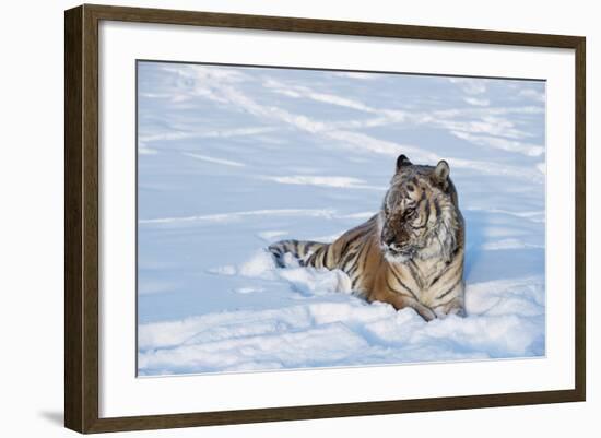 Siberian Tiger (Panthera Tigris Altaica), Montana, United States of America, North America-Janette Hil-Framed Photographic Print