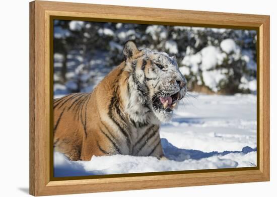 Siberian Tiger (Panthera Tigris Altaica), Montana, United States of America, North America-Janette Hil-Framed Premier Image Canvas