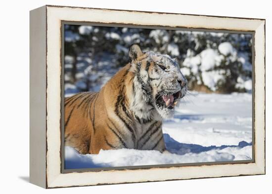 Siberian Tiger (Panthera Tigris Altaica), Montana, United States of America, North America-Janette Hil-Framed Premier Image Canvas