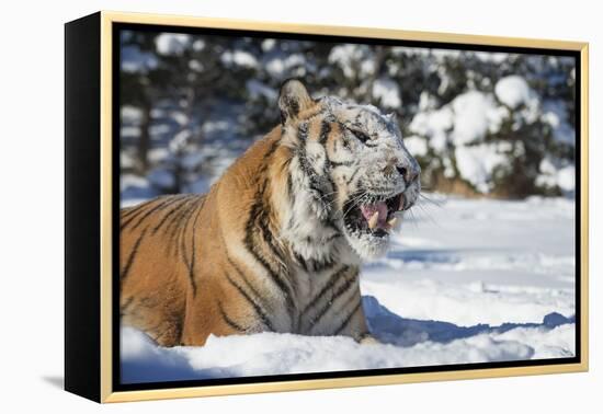 Siberian Tiger (Panthera Tigris Altaica), Montana, United States of America, North America-Janette Hil-Framed Premier Image Canvas