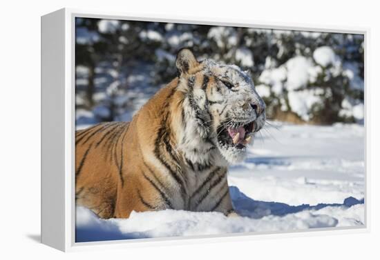 Siberian Tiger (Panthera Tigris Altaica), Montana, United States of America, North America-Janette Hil-Framed Premier Image Canvas