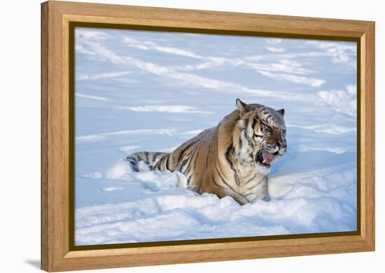 Siberian Tiger (Panthera Tigris Altaica), Montana, United States of America, North America-Janette Hil-Framed Premier Image Canvas