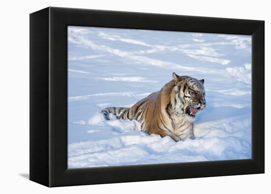 Siberian Tiger (Panthera Tigris Altaica), Montana, United States of America, North America-Janette Hil-Framed Premier Image Canvas