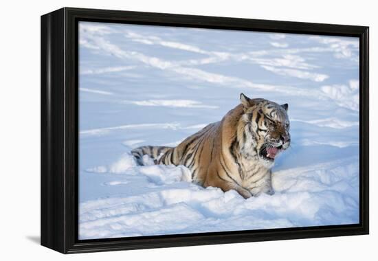 Siberian Tiger (Panthera Tigris Altaica), Montana, United States of America, North America-Janette Hil-Framed Premier Image Canvas