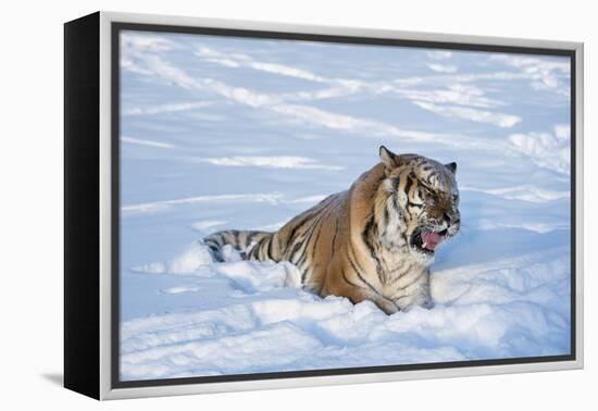 Siberian Tiger (Panthera Tigris Altaica), Montana, United States of America, North America-Janette Hil-Framed Premier Image Canvas