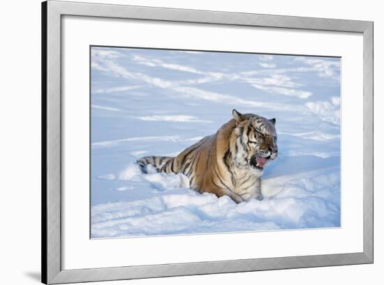 Siberian Tiger (Panthera Tigris Altaica), Montana, United States of America, North America-Janette Hil-Framed Photographic Print