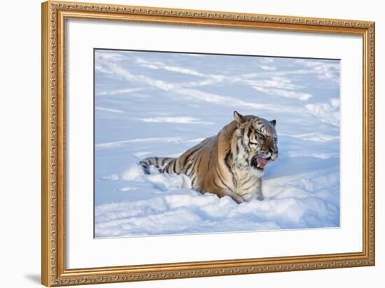 Siberian Tiger (Panthera Tigris Altaica), Montana, United States of America, North America-Janette Hil-Framed Photographic Print