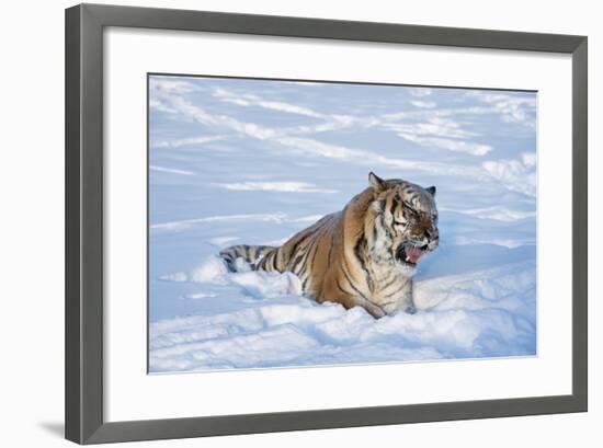 Siberian Tiger (Panthera Tigris Altaica), Montana, United States of America, North America-Janette Hil-Framed Photographic Print