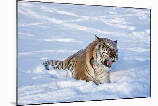 Siberian Tiger (Panthera Tigris Altaica), Montana, United States of America, North America-Janette Hil-Mounted Photographic Print