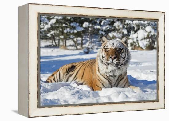 Siberian Tiger (Panthera Tigris Altaica), Montana, United States of America, North America-Janette Hil-Framed Premier Image Canvas