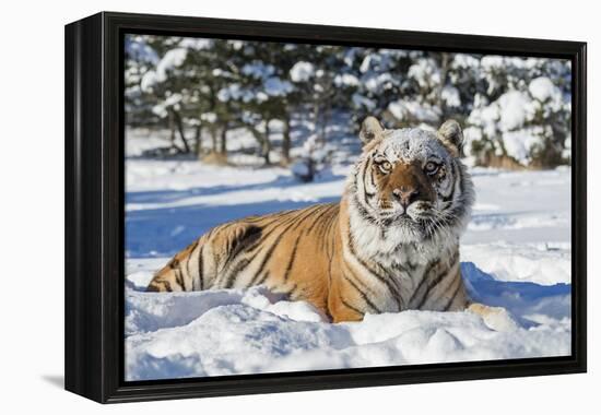 Siberian Tiger (Panthera Tigris Altaica), Montana, United States of America, North America-Janette Hil-Framed Premier Image Canvas