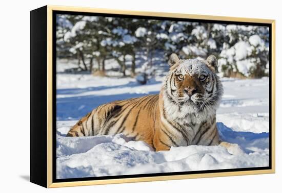 Siberian Tiger (Panthera Tigris Altaica), Montana, United States of America, North America-Janette Hil-Framed Premier Image Canvas