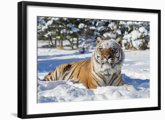 Siberian Tiger (Panthera Tigris Altaica), Montana, United States of America, North America-Janette Hil-Framed Photographic Print