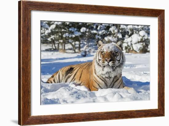 Siberian Tiger (Panthera Tigris Altaica), Montana, United States of America, North America-Janette Hil-Framed Photographic Print