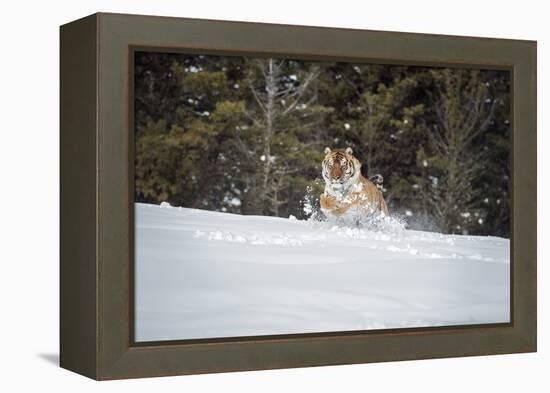 Siberian Tiger (Panthera Tigris Altaica), Montana, United States of America, North America-Janette Hil-Framed Premier Image Canvas