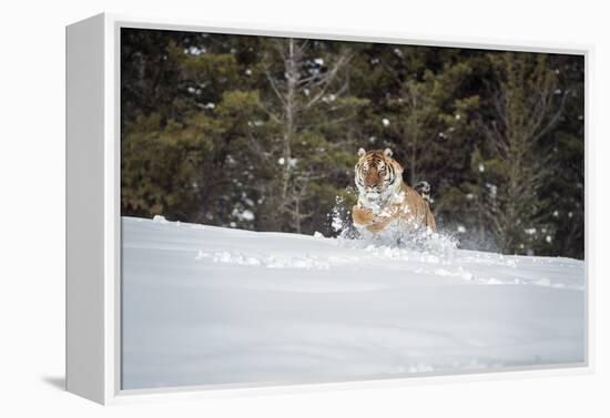 Siberian Tiger (Panthera Tigris Altaica), Montana, United States of America, North America-Janette Hil-Framed Premier Image Canvas