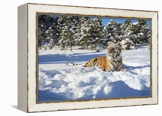 Siberian Tiger (Panthera Tigris Altaica), Montana, United States of America, North America-Janette Hil-Framed Premier Image Canvas