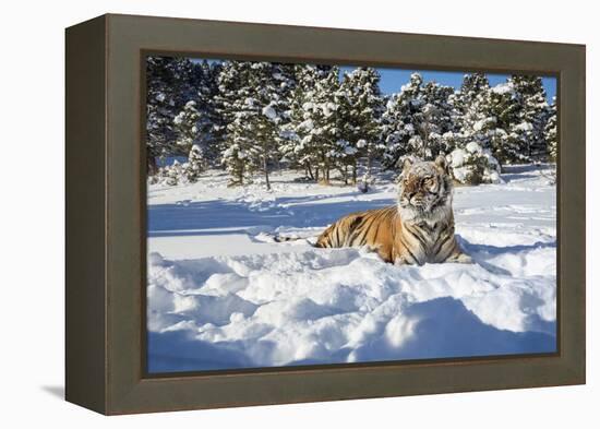 Siberian Tiger (Panthera Tigris Altaica), Montana, United States of America, North America-Janette Hil-Framed Premier Image Canvas