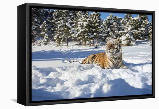 Siberian Tiger (Panthera Tigris Altaica), Montana, United States of America, North America-Janette Hil-Framed Premier Image Canvas