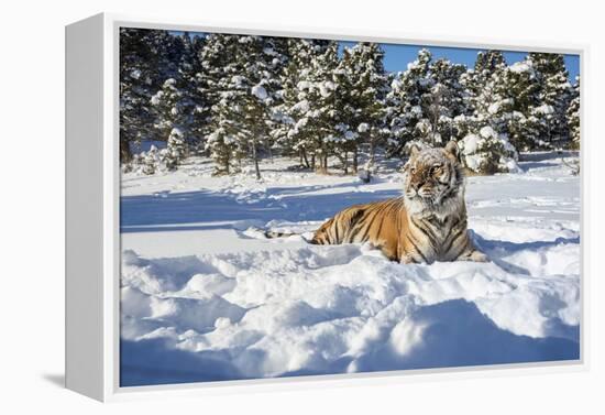 Siberian Tiger (Panthera Tigris Altaica), Montana, United States of America, North America-Janette Hil-Framed Premier Image Canvas