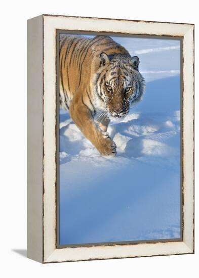 Siberian Tiger (Panthera Tigris Altaica), Montana, United States of America, North America-Janette Hil-Framed Premier Image Canvas