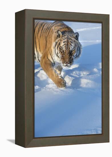 Siberian Tiger (Panthera Tigris Altaica), Montana, United States of America, North America-Janette Hil-Framed Premier Image Canvas