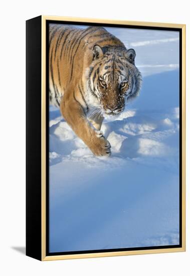 Siberian Tiger (Panthera Tigris Altaica), Montana, United States of America, North America-Janette Hil-Framed Premier Image Canvas