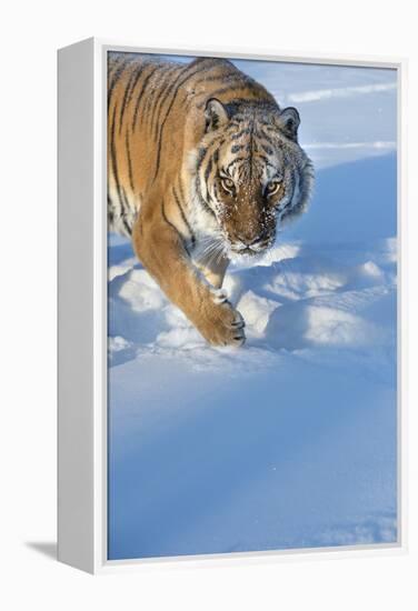 Siberian Tiger (Panthera Tigris Altaica), Montana, United States of America, North America-Janette Hil-Framed Premier Image Canvas