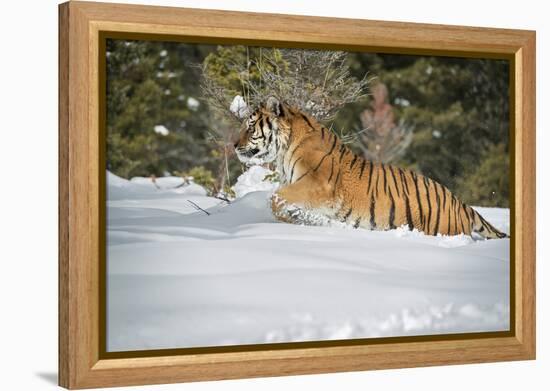 Siberian Tiger (Panthera Tigris Altaica), Montana, United States of America, North America-Janette Hil-Framed Premier Image Canvas