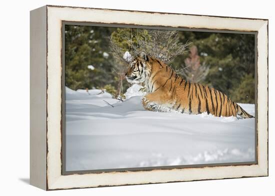 Siberian Tiger (Panthera Tigris Altaica), Montana, United States of America, North America-Janette Hil-Framed Premier Image Canvas