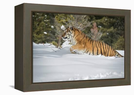 Siberian Tiger (Panthera Tigris Altaica), Montana, United States of America, North America-Janette Hil-Framed Premier Image Canvas