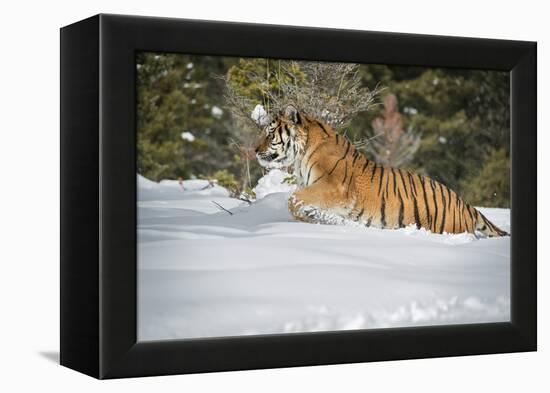 Siberian Tiger (Panthera Tigris Altaica), Montana, United States of America, North America-Janette Hil-Framed Premier Image Canvas