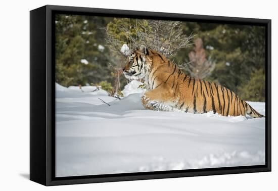 Siberian Tiger (Panthera Tigris Altaica), Montana, United States of America, North America-Janette Hil-Framed Premier Image Canvas