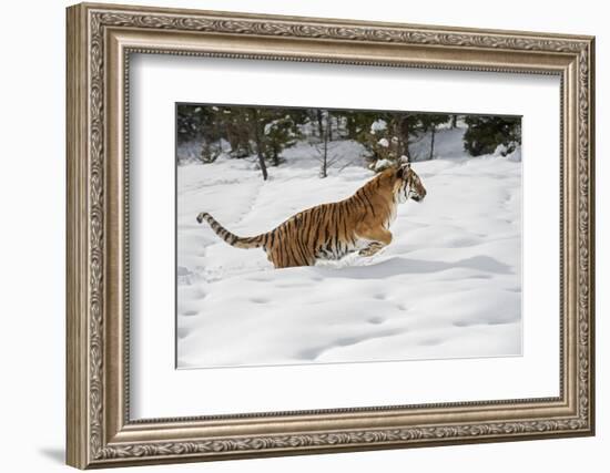 Siberian Tiger (Panthera Tigris Altaica), Montana, United States of America, North America-Janette Hil-Framed Photographic Print