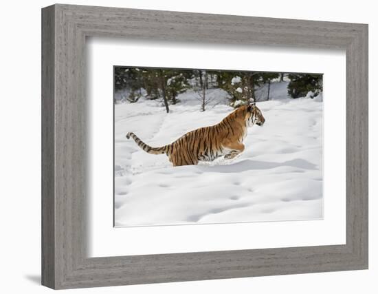 Siberian Tiger (Panthera Tigris Altaica), Montana, United States of America, North America-Janette Hil-Framed Photographic Print