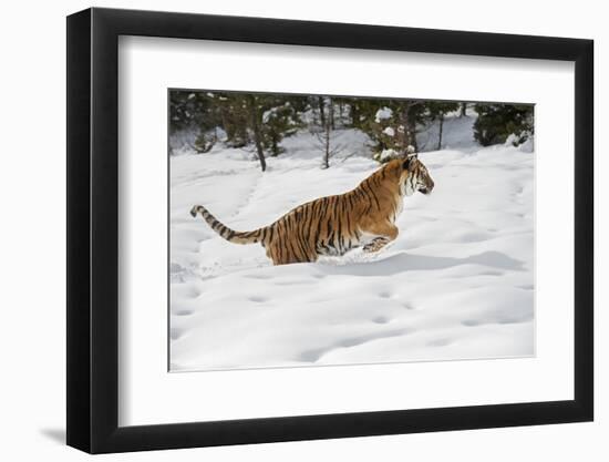 Siberian Tiger (Panthera Tigris Altaica), Montana, United States of America, North America-Janette Hil-Framed Photographic Print