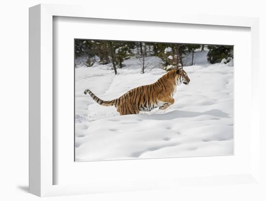 Siberian Tiger (Panthera Tigris Altaica), Montana, United States of America, North America-Janette Hil-Framed Photographic Print